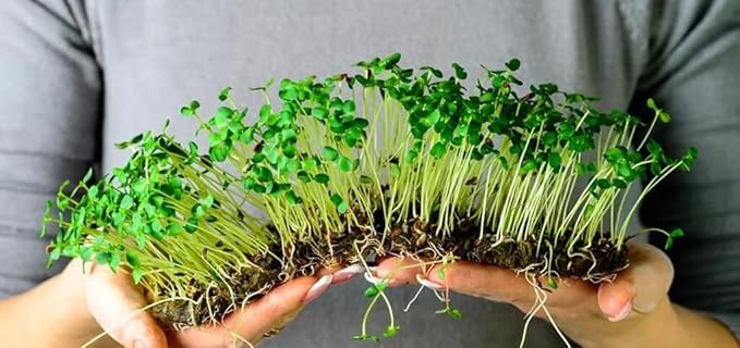 Gardenera Premium Organic Microgreens Potting Mix: Canadian Peat Moss, Cococoir, Perlite, and More - 3 Quart