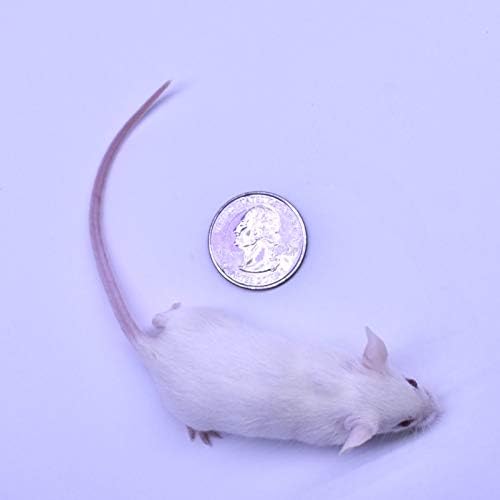 MiceDirect 100 Frozen Mice Combo Pack of 50 Weanlings and 50 Small Adult Feeders Snake Food for Mice for Adult Sand Boa Corn Milk Snakes (2-3 in)(Pack of 100)(1600 Grams Min)
