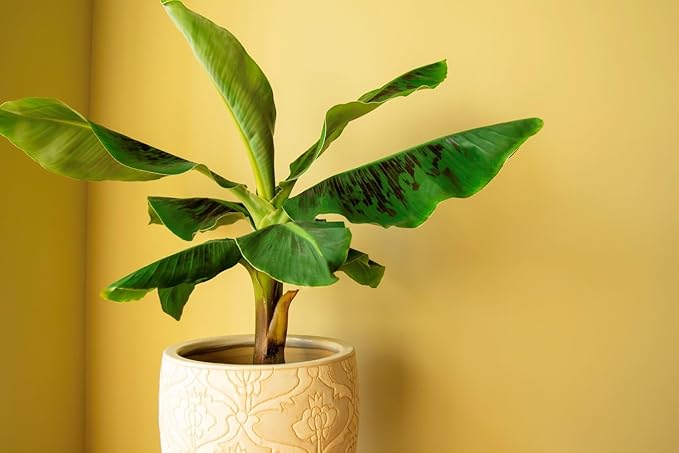 Gardenera Banana Tree Potting Soil - All-Natural Blend for Thriving Banana Trees - Promotes Deep Root Penetration and Optimal Nutrient Uptake (10 Quart)