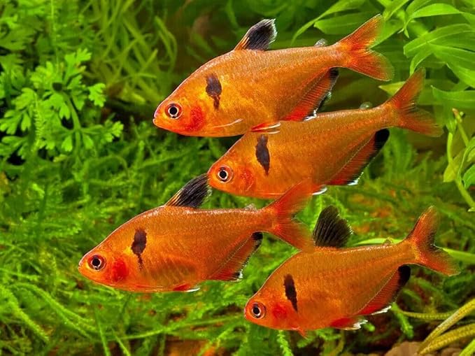 Aquatic Foods Inc. 0.5mm Tropical & Community Fish High Protein Micro Floating Pellets for Baby Cichlids, Bettas, Tetras, Guppies, Baby Koi & Pond Fish…2oz Squeeze Bottle