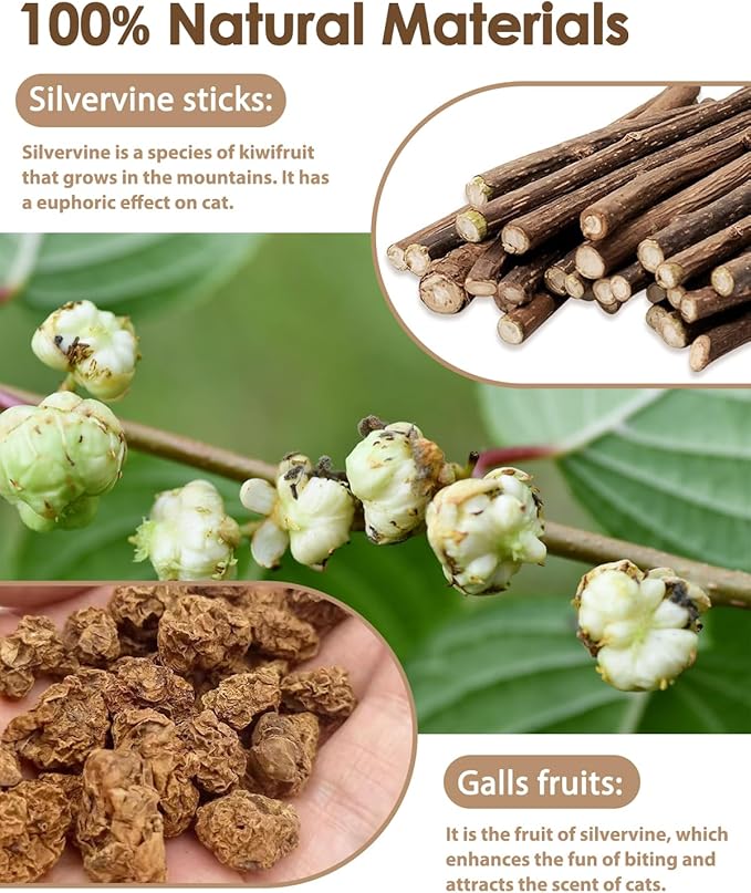 Tocirelo Silvervine Sticks Cat Toys - 6Pack Natural Cat Chew Toy Teeth Cleaning, Matatabi Dental Care Kitten Treat, Catnip Cat Teething Toys, Catmint Silver Vine Sticks for Bored Indoor Kitty