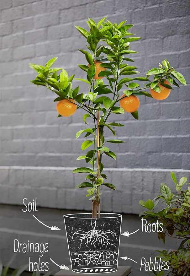 GARDENERA Citrus Tree Potting Soil Mix, Special Blend for Indoor Oranges, Lemons, Limes and More - (2 Quart Bag)