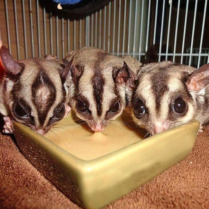Honey & Fruit Instant-HPW (8 oz.) - All Natural Vitamin Enriched Sugar Glider Food - Healthy & Nutritious - High Protein Wombaroo - Staple Diet