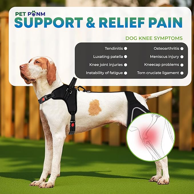 Comfortable Dog Knee Brace for Both Hind Legs with Harness - for ACL Tear, Luxating Patellae, Osteoarthritis & Instability - for Recovery & Injury Prevention in Active/Aging Dogs - (Medium)