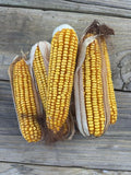 Dried Corn on The Cob, 11 Pounds, Wildlife Squirrel Food, Natural Whole Cobs
