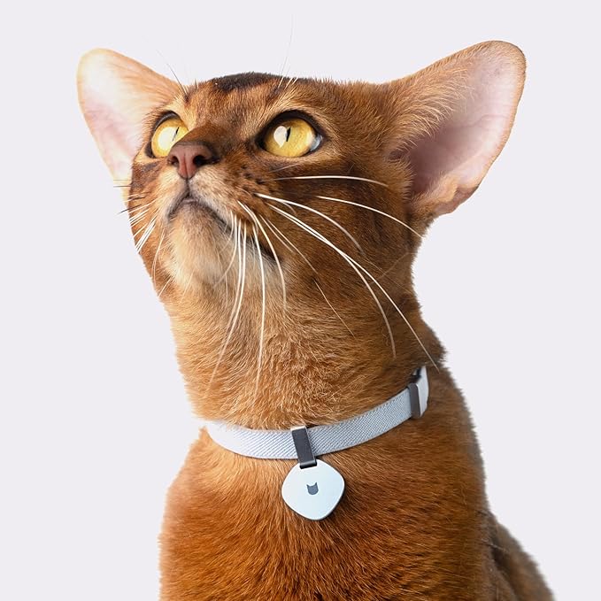 Safety Cat Collar Pro, Lightweight Elastic Release Non Breakaway Cat Collar Adjustable with Snap Fastener for Kitten All Small Large Cats, US IDA Gold Award (Olive, M 7.9-15.7")