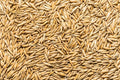 Thunder Acres Non GMO, Certified Organic, Oat Seed (1 lb.)